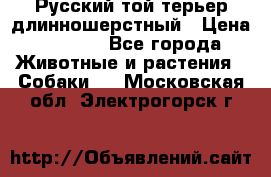 Русский той-терьер длинношерстный › Цена ­ 7 000 - Все города Животные и растения » Собаки   . Московская обл.,Электрогорск г.